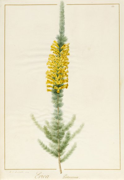 Erica Patersonia, 1813 von Pierre Joseph Redouté